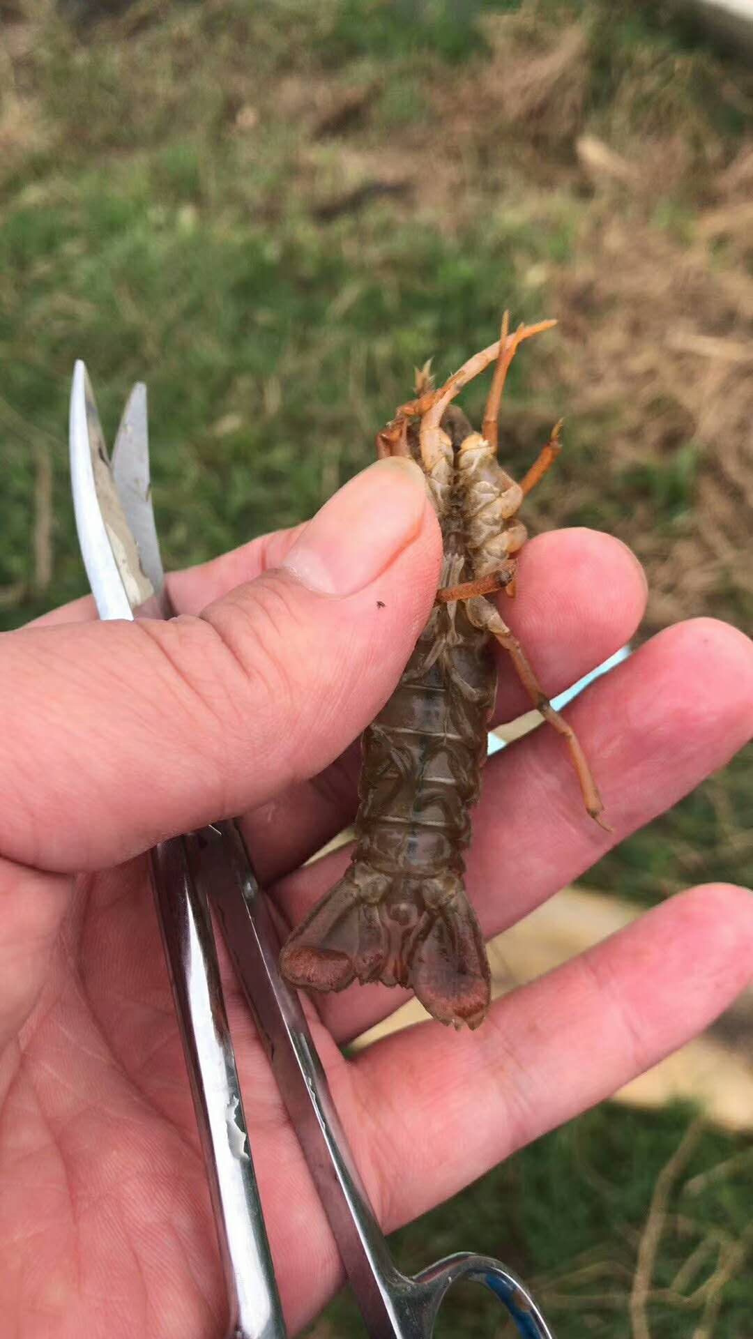 龙虾养殖培训