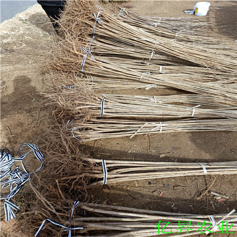 蜜樱桃苗多少钱一棵