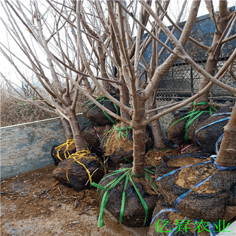 蜜樱桃苗多少钱一棵