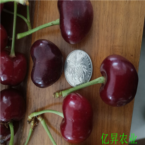 乌克兰樱桃苗价格、矮化美国大红樱桃苗新品种介绍