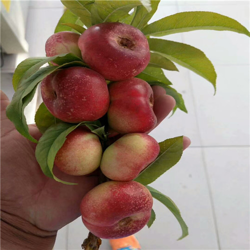 红美桃树苗供应商