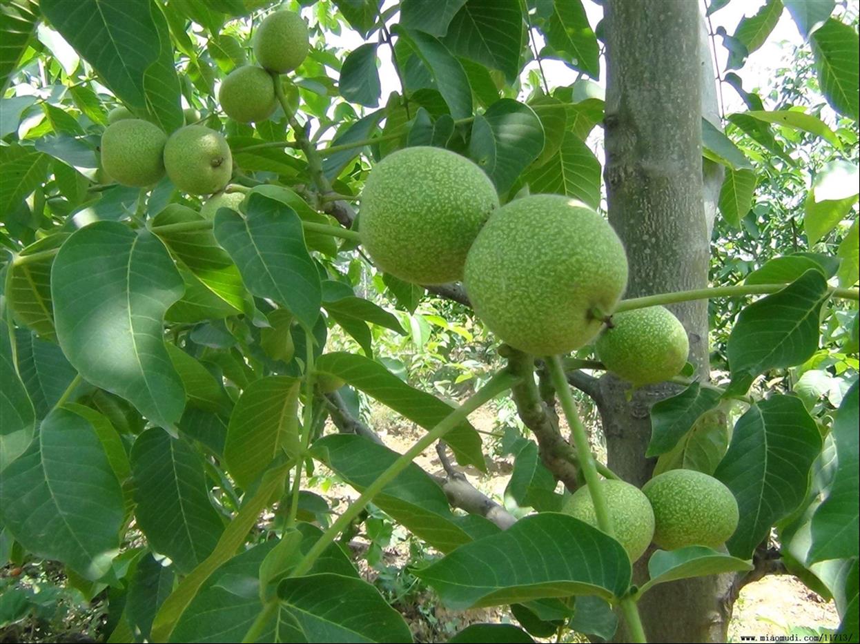 沈阳核桃苗批发价