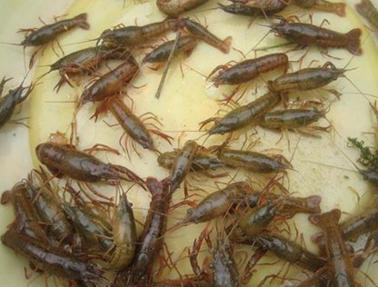 雅安小龙虾种苗养殖基地