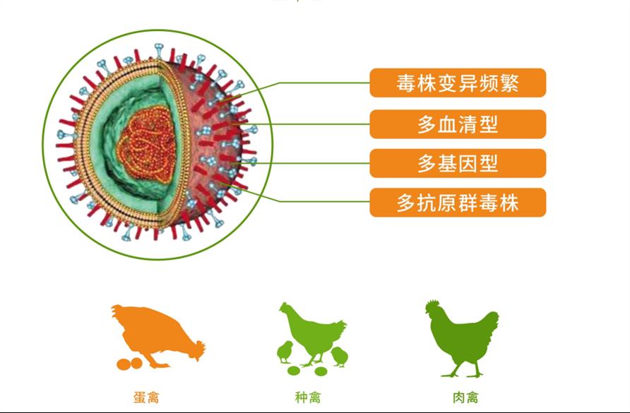 湛江泰预防流感抗病毒*微生态厂