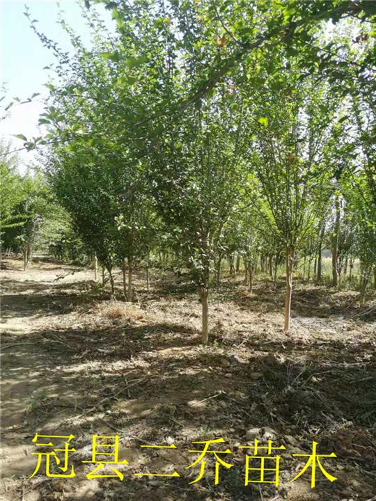 5cm木槿树价格价格