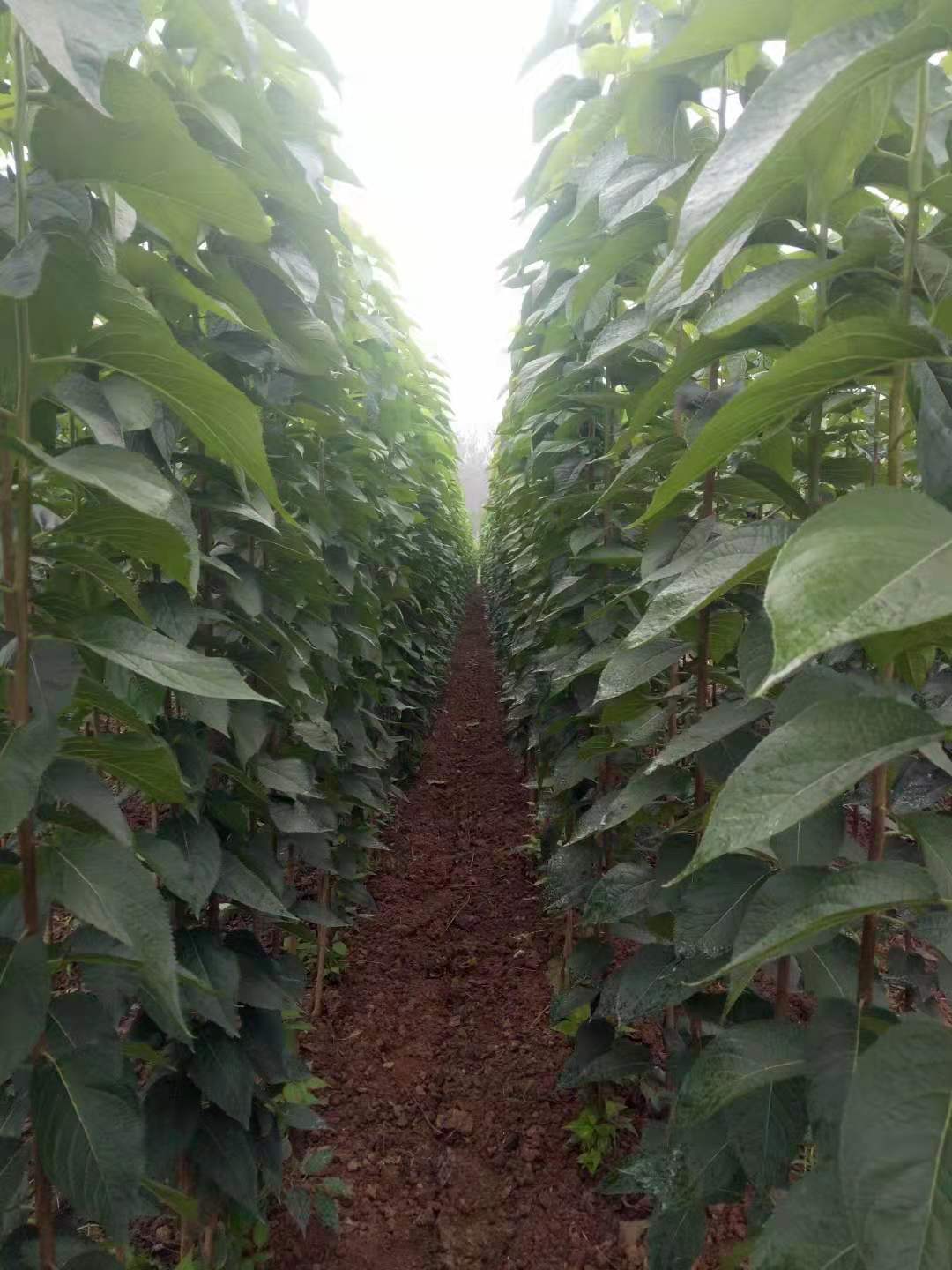5cm木槿树价格价格
