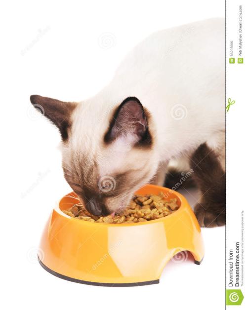 澳洲猫粮进口报关公司
