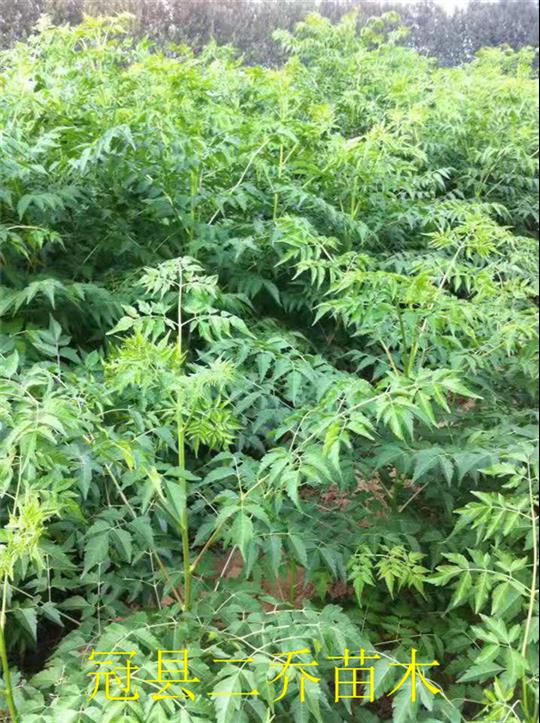 12公分苦楝树厂商