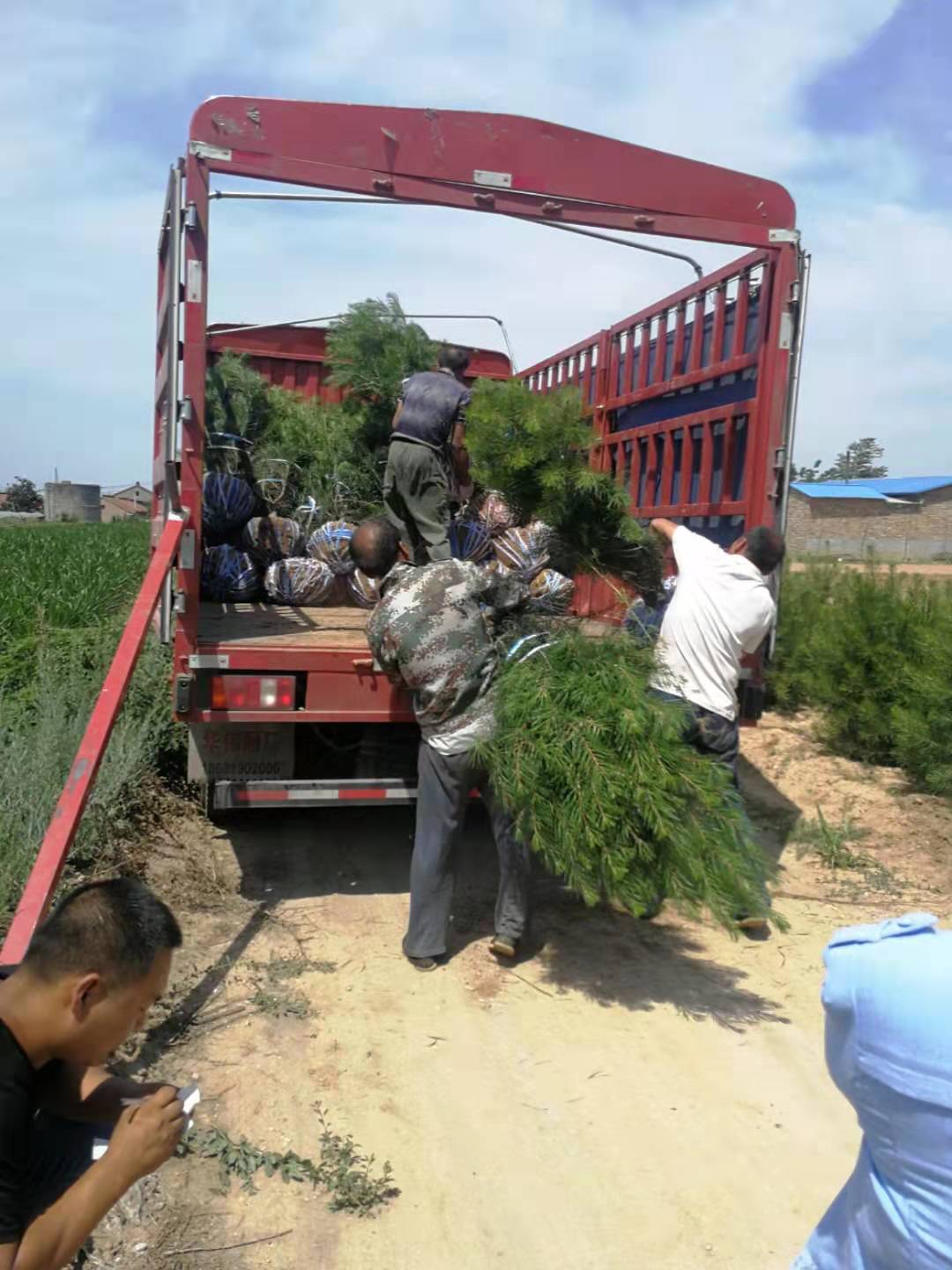 临汾低价山西白皮松产地