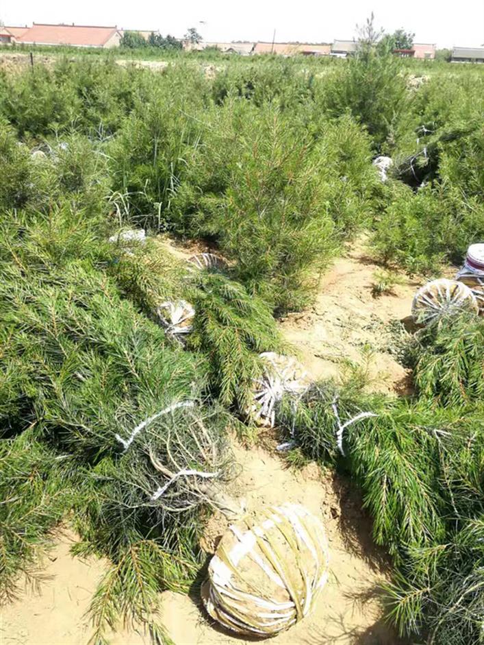 临汾低价山西白皮松产地