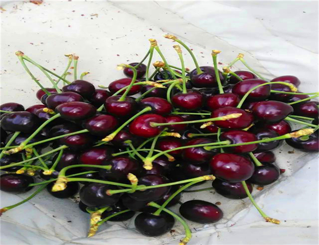 大紫樱桃苗多少钱一棵，矮化大紫樱桃苗今年价格