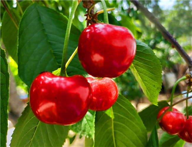 一公分齐早樱桃苗市场价格，三公分大紫樱桃树苗种植基地