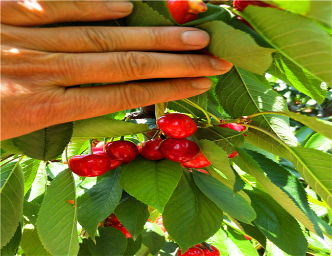 一公分岱红樱桃苗价格列表，三公分奇早樱桃树苗产地