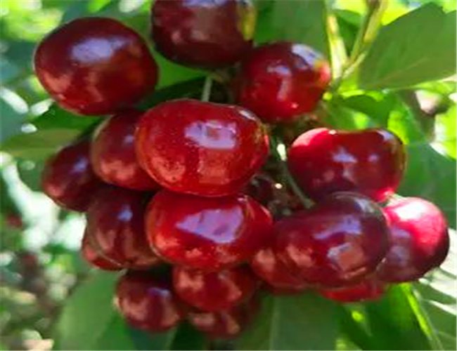 一公分玛瑙红樱桃苗价格公示，三公分美早樱桃树苗育苗基地