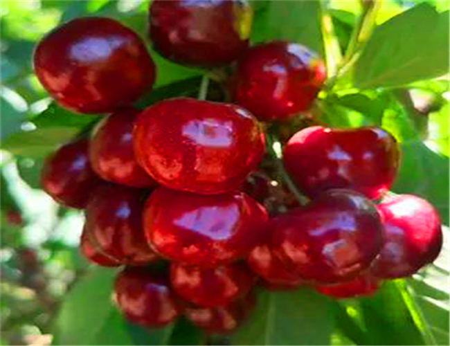 一公分兰丁樱桃苗产地价格，三公分布鲁克斯樱桃树苗种植基地