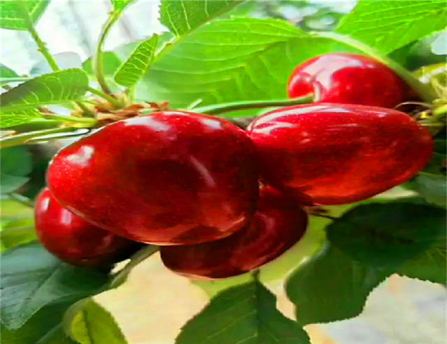 美早樱桃树苗几年结果,玛瑙红樱桃苗浮动价格