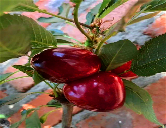 一公分大紫樱桃苗什么价格，三公分早大果樱桃树苗哪里有卖的