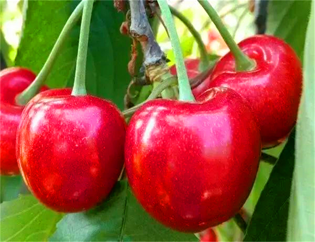 红灯樱桃树苗生产苗圃,早大果樱桃苗价格及基地