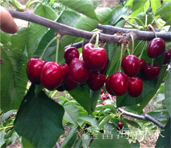 玛瑙红樱桃苗基地规模，矮化玛瑙红樱桃苗价格表