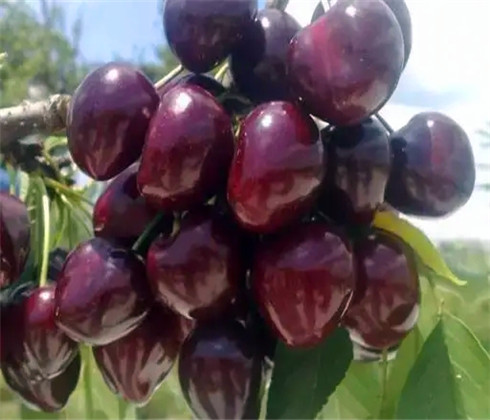 吉塞拉樱桃树苗几年结果,黑珍珠樱桃苗价格表