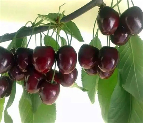 一公分大紫樱桃苗浮动价格，三公分早大果樱桃树苗基地供应