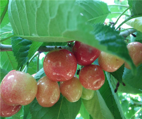 玛瑙红樱桃树苗示范基地,布鲁克斯樱桃苗出售价格