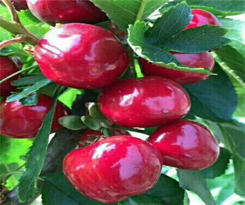 福星樱桃树苗种植基地,美早樱桃苗出售价格