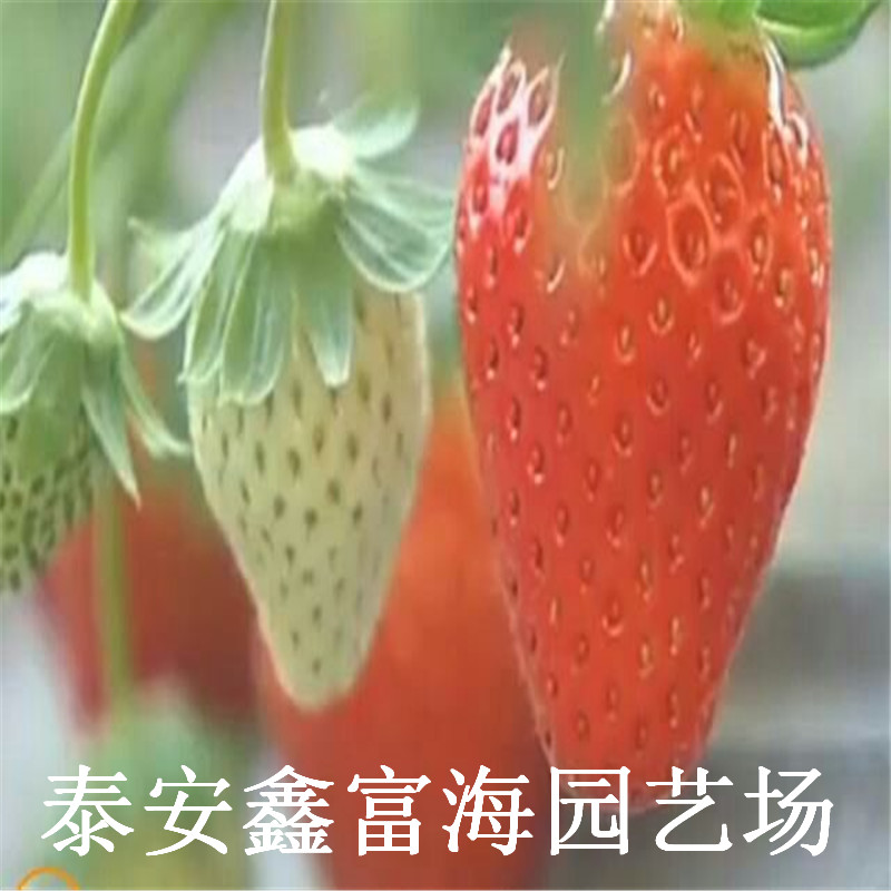 丰香草莓苗 丰香草莓苗价格与报价