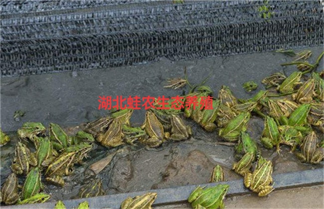 嘉兴黑斑蛙每亩的利润分析定制