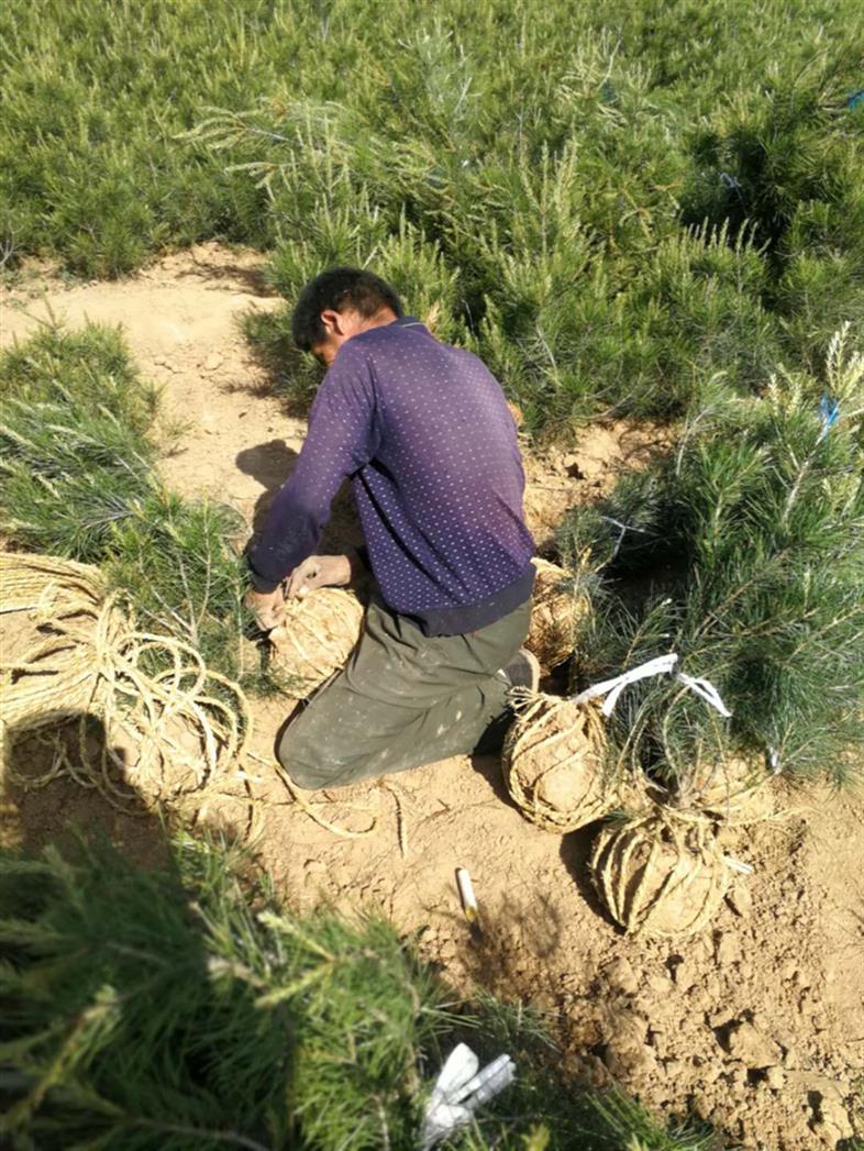 临汾低价山西白皮松产地