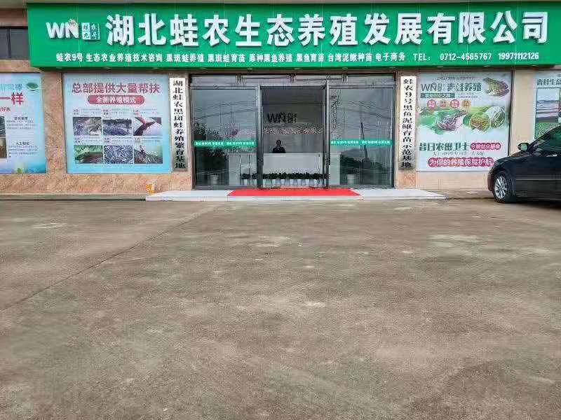 嘉兴黑斑蛙每亩的利润分析定制