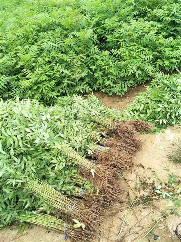 专业生产大棚红油香椿树苗繁育批发基地规格 香椿苗