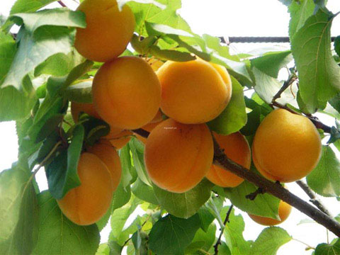 岳阳杏树苗价格