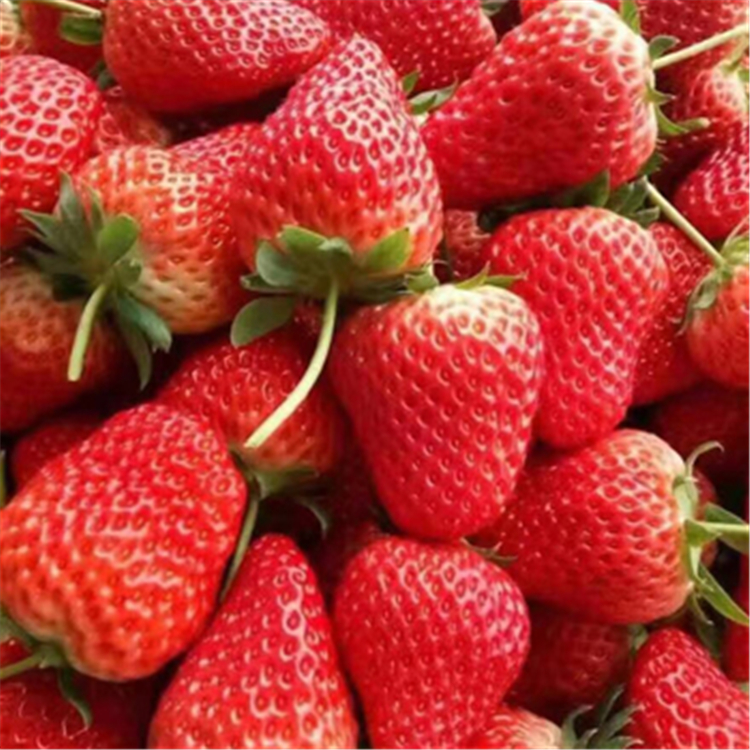 隋珠草莓苗价格及报价,隋珠草莓苗批发基地