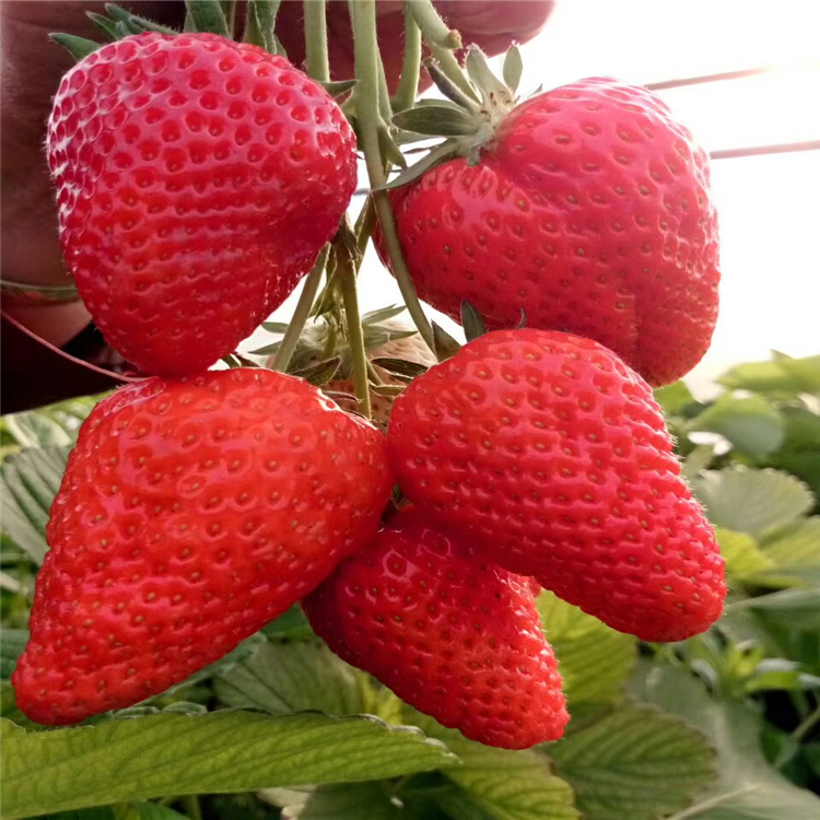 隋珠草莓苗价格,隋珠草莓苗批发基地