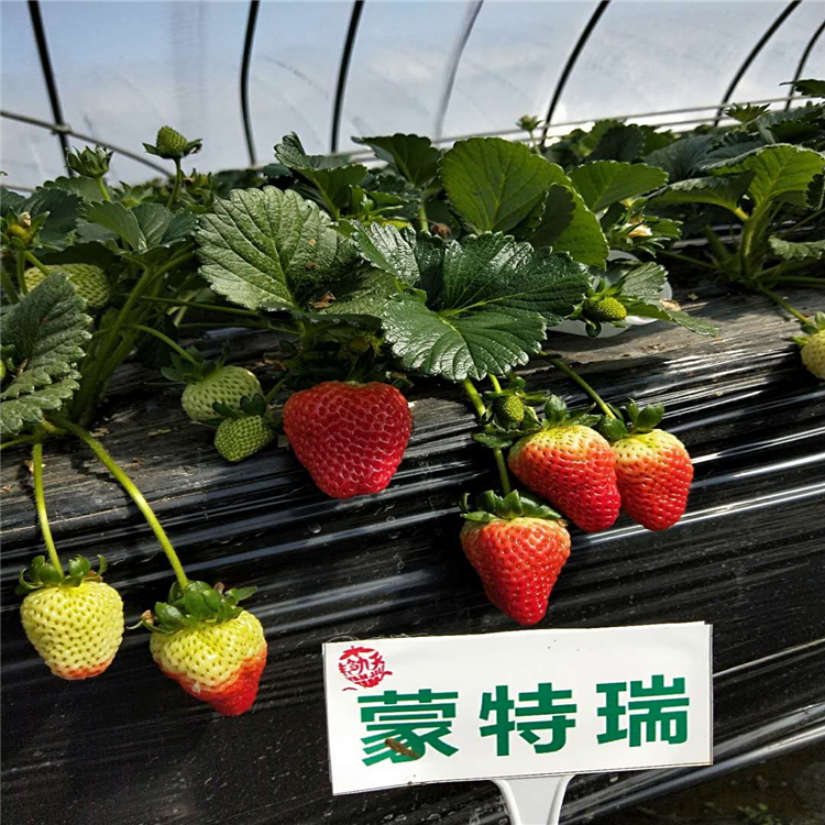 皓雪草莓苗价格及报价、皓雪草莓苗出售基地