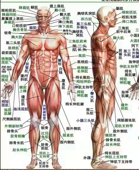 河南省三门峡叶颖华肌筋膜松解术费用