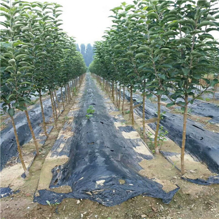 长富2号苹果苗生产基地