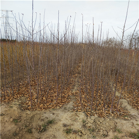 长富2号苹果苗生产基地