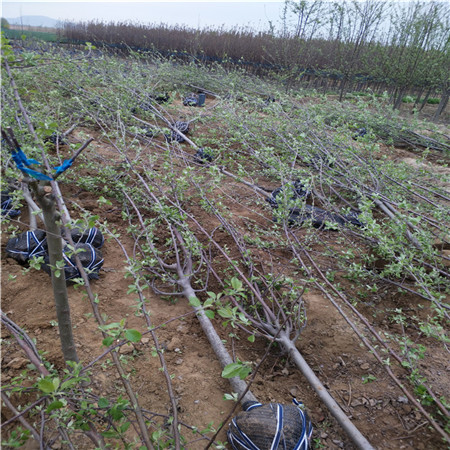 长富2号苹果苗生产基地