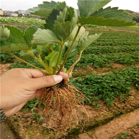 全明星草莓树苗价格