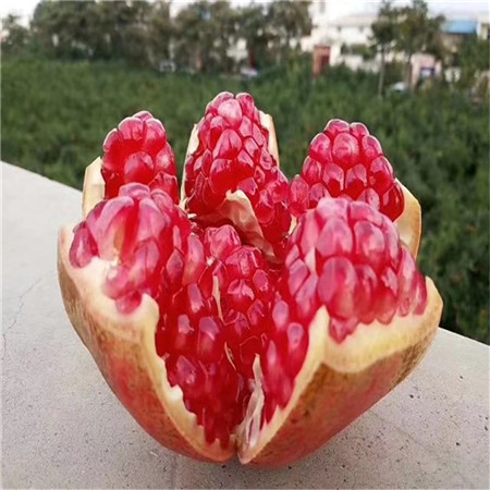 突尼斯软籽石榴苗批发