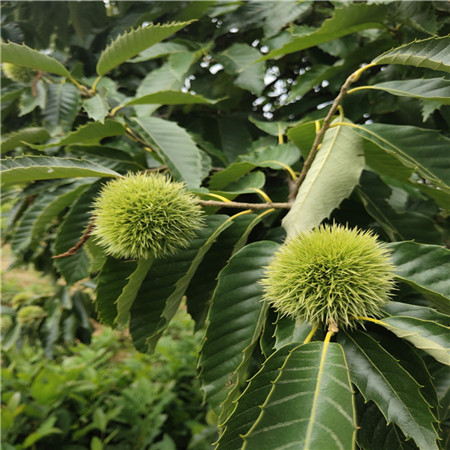 桂花板栗苗生产商