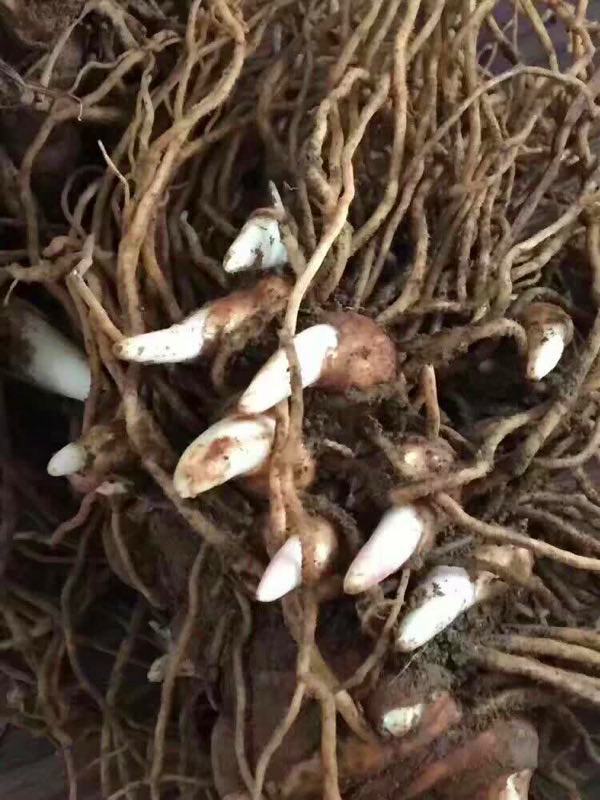 七叶一枝花种子价格七叶一枝花纯正品种