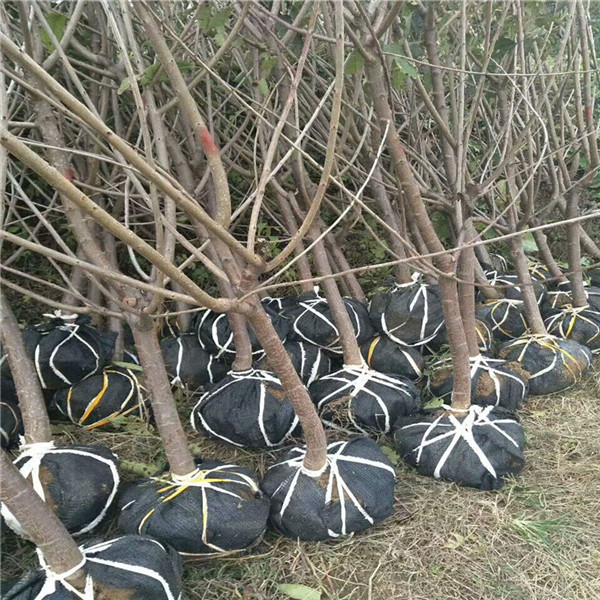 芝罘红樱桃苗多少钱一棵、矮化黑珍珠樱桃苗种植方法必看