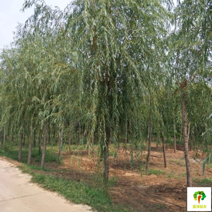 15公分金丝垂柳价格-绿化苗木