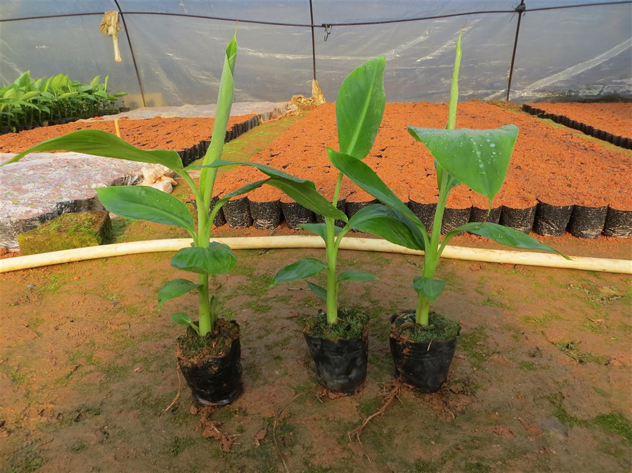香蕉苗高产栽培技术 好保高产