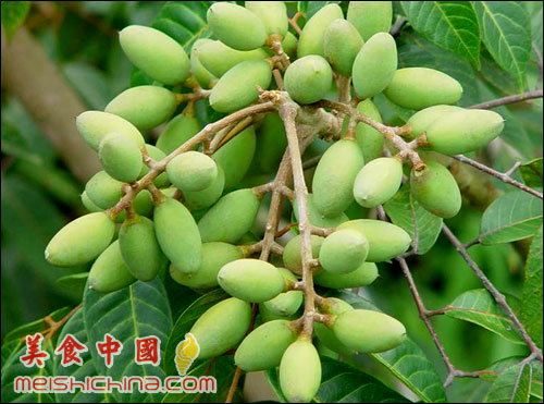 广西橄榄苗价格