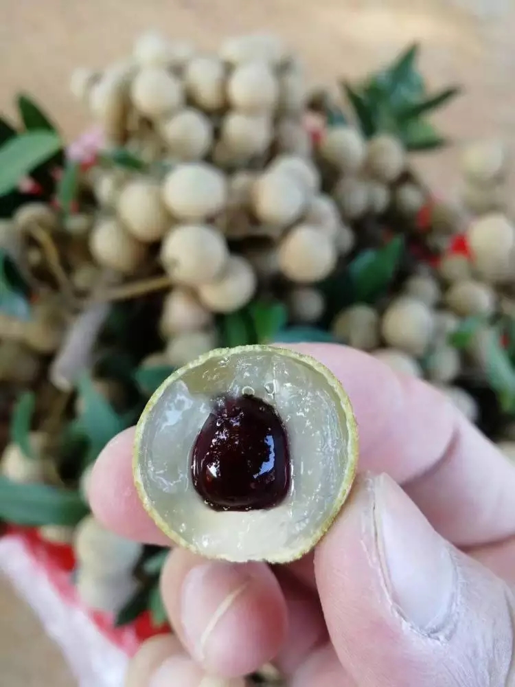 貴州枇杷苗出售 產(chǎn)地直銷