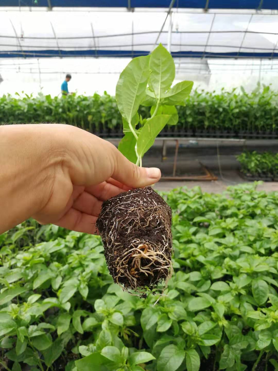 广西台农2号百香果苗哪家质量好